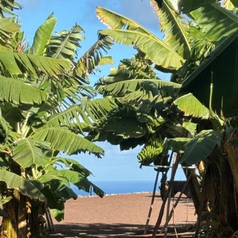 Premium Tour: Oil, Olives, Rum & Bananas