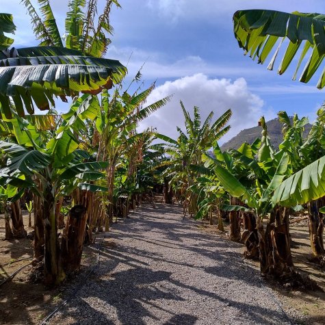 Premium Tour – Coffee, Mojo, Rum & Plantains